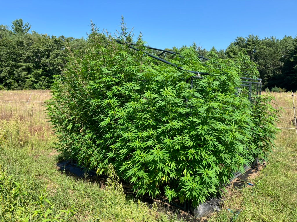 Lamb's Breath Seeds cannabis seed plot with massive male and 17 females